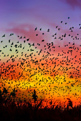 Birds are flying in the sky. Colorful water reflection background.