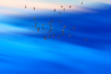 Birds are flying in the sky. Colorful water reflection background.
