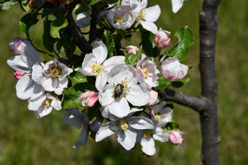 Blooming apple tree in spring. Tree branch of bunch of cherry blossoms with black bug on yellow stamens inside flowers. White petals of cherry blooms and pink flower buds with green leaves on blurred 