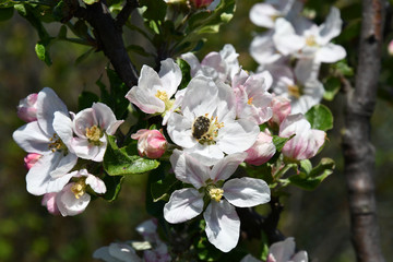 Blooming apple tree. Closeup of cherry blossoms with little bug on yellow stamens inside flowers. White petals of cherry blooms and pink flower buds on fruit tree branches on blurred background.