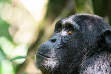 uganda kibale forest chimp chimpanzee