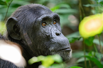 uganda kibale forest chimp chimpanzee