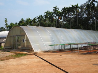 greenhouse solar drying system. Drying coffee bean.
