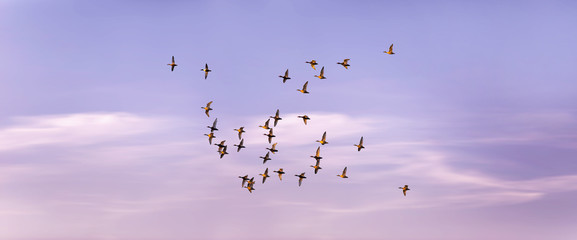 Birds are flying in the sky. Horizontal nature banner.