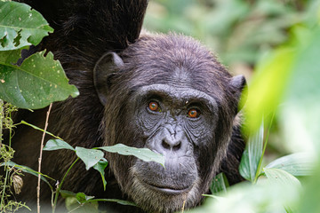 uganda wildlife kibale chimp chimpanzee portrait close up - obrazy, fototapety, plakaty