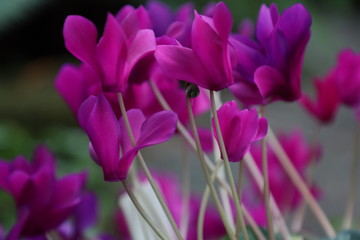 purple flowering cyclamens in the garden close up