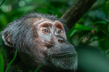 uganda wildlife kibale chimp chimpanzee portrait close up