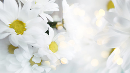 Delicate blurred floral background. Spring flowers close-up, blurry lights