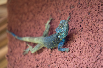 Naklejka na ściany i meble uganda wildlife lizard geko blue
