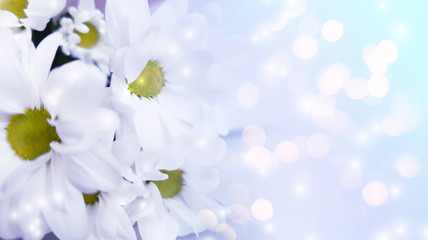 Delicate blurred floral background. Spring flowers close-up, blurry lights