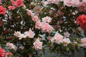 blooming pink azaleas, natural background