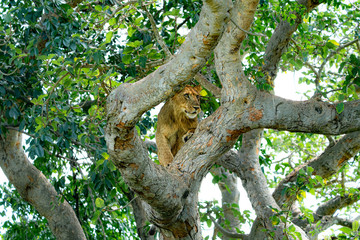 Fototapeta na wymiar uganda wildlife hanging tree lion ishasha sleeping queen elizabeth