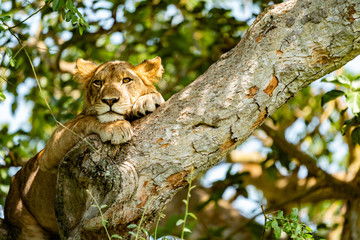 uganda wildlife hanging tree lion ishasha sleeping queen elizabeth