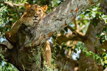 uganda wildlife hanging tree lion ishasha sleeping queen elizabeth