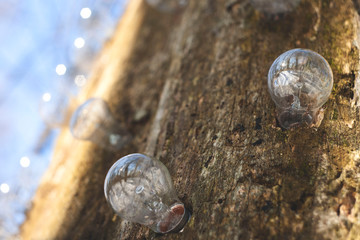light bulbs in a tree. avant-garde light bulb photography