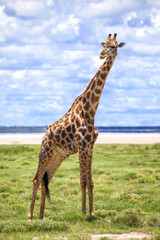 Giraffe