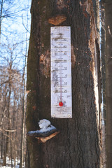 thermometer on an old tree. avant-garde thermometer in the fores. thermometer near the mushroom
