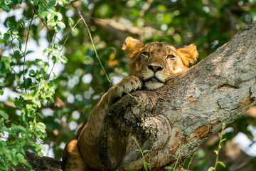 uganda wildlife hanging tree lion ishasha sleeping queen elizabeth © EnricoPescantini