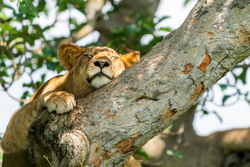uganda wildlife hanging tree lion ishasha sleeping queen elizabeth