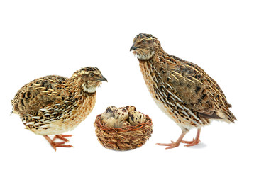 Domesticated quails and wooden basket with eggs isolated on white background
