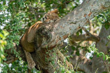 uganda wildlife hanging tree lion ishasha sleeping queen elizabeth