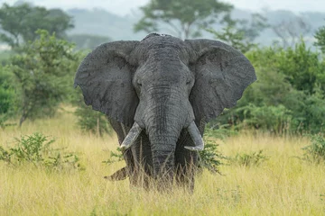 Fototapete Rund uganda wildlife male elephant © EnricoPescantini