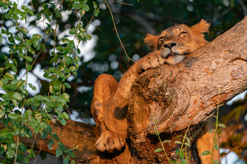 uganda wildlife hanging tree lion sleeping