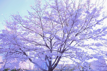 桜, cherry blossoms