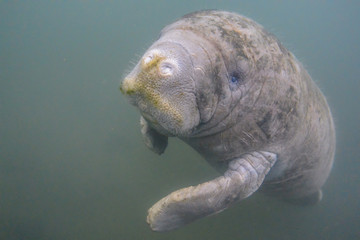 Close-up manatee in crystal river, Florida, USA