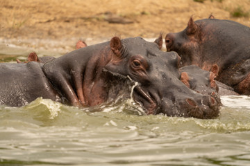 Fototapeta premium uganda wildlife hippo kazinga channel