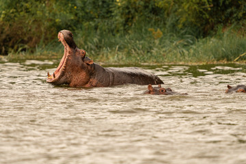 uganda queen elizabeth kazinga channel male hippo mouth opened
