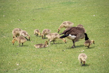 Flock Of Young Family, William Hawrelak Park, Edmonton, Alberta