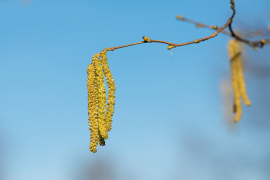 A blooming hazelnut shrub in late winter