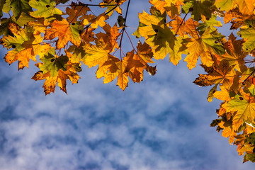 Fototapeta na wymiar maple - colorful leaves in autumn