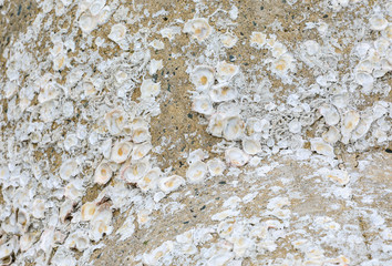 Shells on the rock the dead shell attached on the rock at the seashore