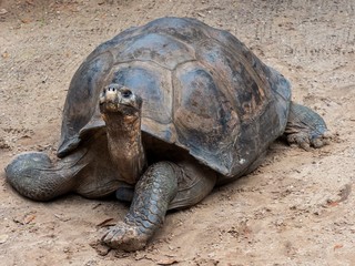 Giant Box Turtle with its head sticking up laying in the sand.