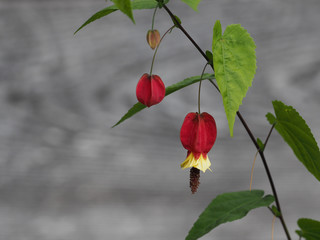rote Blume vor dunklem Hintergrund