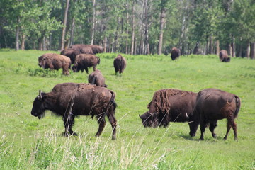 Naklejka na ściany i meble Herd Of Bison, Elk Island National Park, Alberta