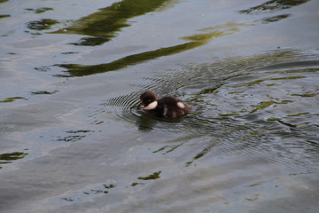 Little Duck Making Ripples, William Hawrelak Park, Edmonton, Alberta