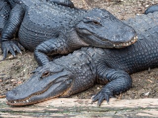 Two alligators Laying on Top of Each Other Outside on the Dirt with Their Teeth Showing.