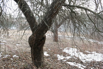  beautiful tree in winter at sunny noon in pastel colors stylized as graphics and the last snow