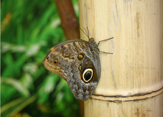 butterfly on a leaf