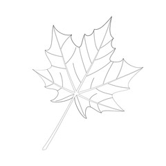 Outlined maple leaf, sketch for coloring.