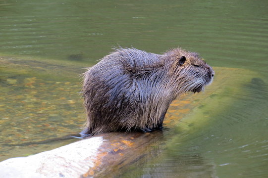 tier, wasser, s&auml;ugetier, fischotter, wild lebende tiere, wild, beaver, natur, nutria, nager, fell, fluss, nutria, h&uuml;bsch, mist, bisamratte, tierpark, braun, essen, feucht, capybara, teich, gebis