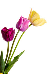 Three different colorful tulips isolated on a white background