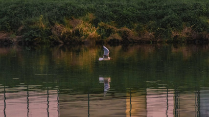 Fototapeta na wymiar beautiful seagull on a river at sunset