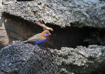 Purple Grenadier male on a tree bark seen at Masai Mara, Kenya, Africa