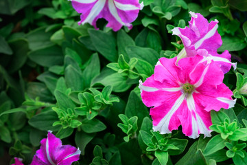 Beautiful pink Petunia flower blooming in garden,