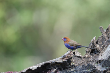 Obraz premium Purple Grenadier male on a tree bark seen at Masai Mara, Kenya, Africa