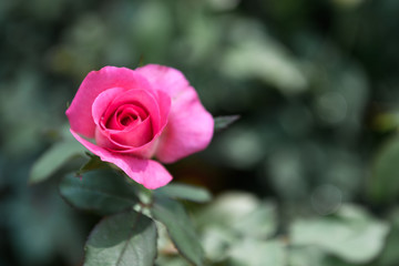 Beautiful pink rose in a garden,